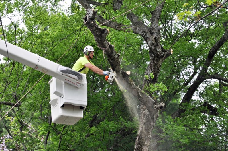 Tree Removal