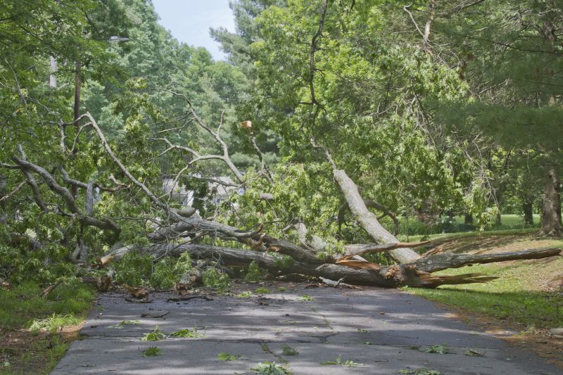 Fallen Tree Blockage on Road
