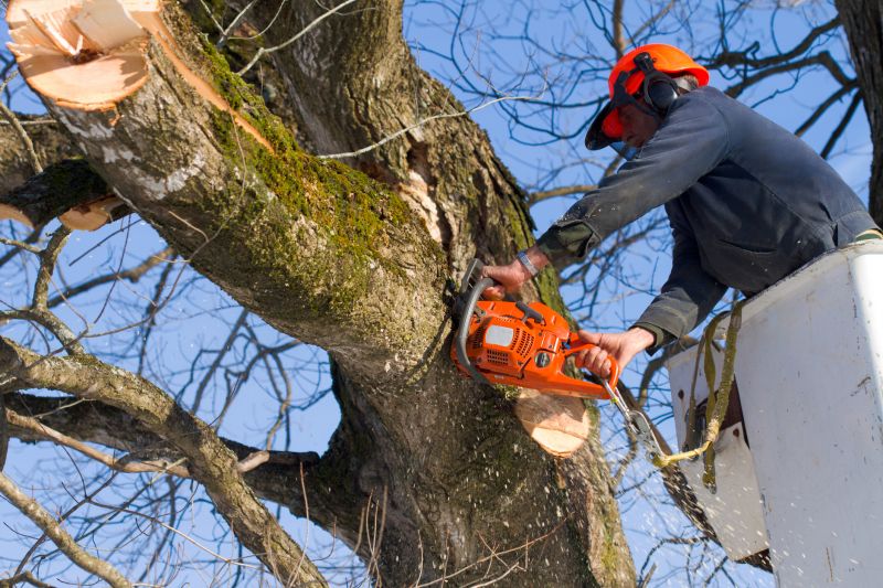 Spring Tree Removals