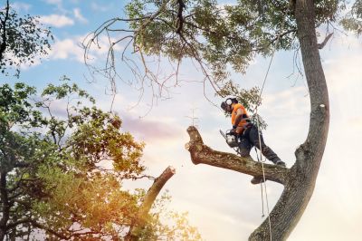 Experienced Arborists at Work
