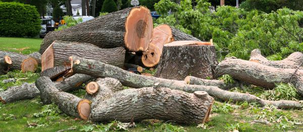 Large Tree Removal in Arlington