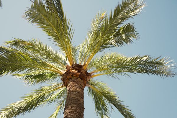 Palm Tree Removal in Arlington