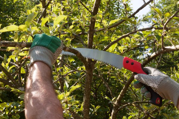 Small Tree Removal in Arlington