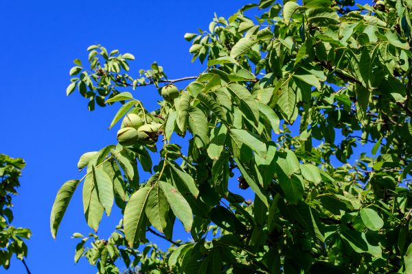 Walnut Tree Removal in Arlington