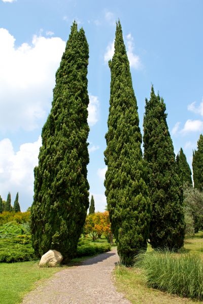Cypress Tree Removal in Arlington