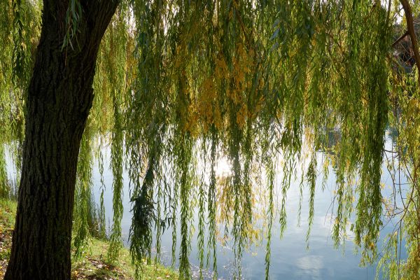 Willow Tree Removal in Arlington