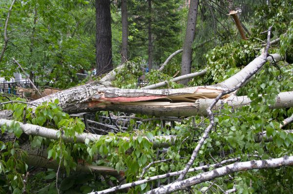 Birch Tree Removal in Arlington
