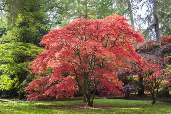 Maple Tree Removal in Arlington