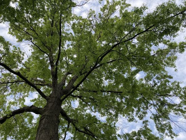 Oak Tree Removal in Arlington