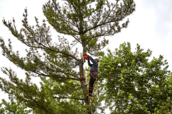 Pine Tree Removal in Arlington