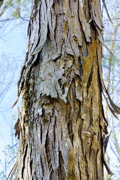 Hickory Tree Removal in Arlington