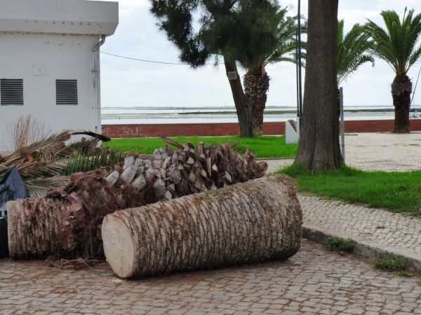 Palm Trees Removal in Arlington
