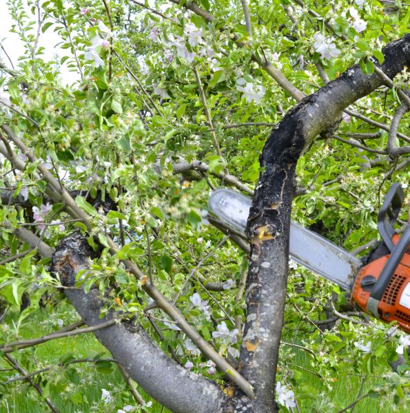 Apple Tree Removal in Arlington