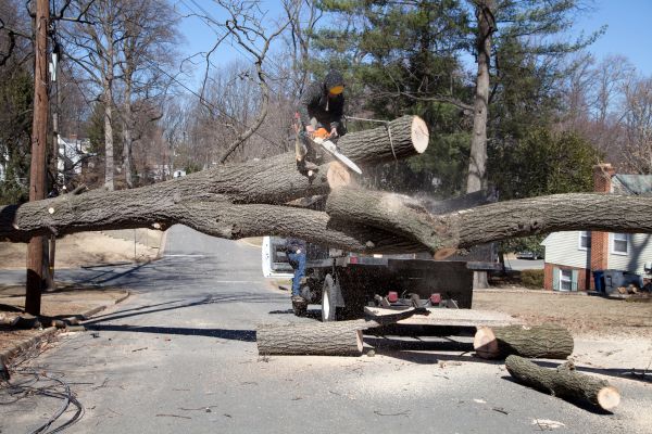 Residential Tree Removal in Arlington