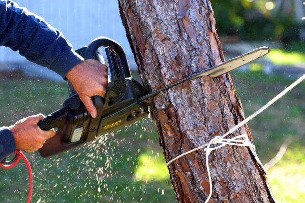 Dead Tree Removal in Arlington